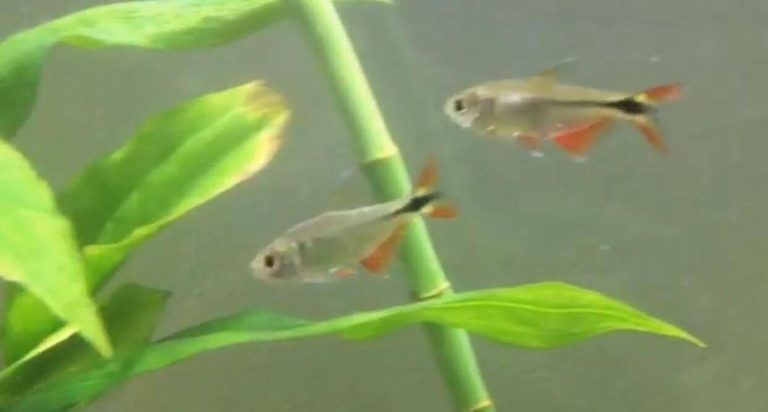 Buenos Aires Tetra Male Vs Female