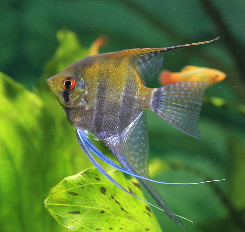 Can Angelfish Change Gender