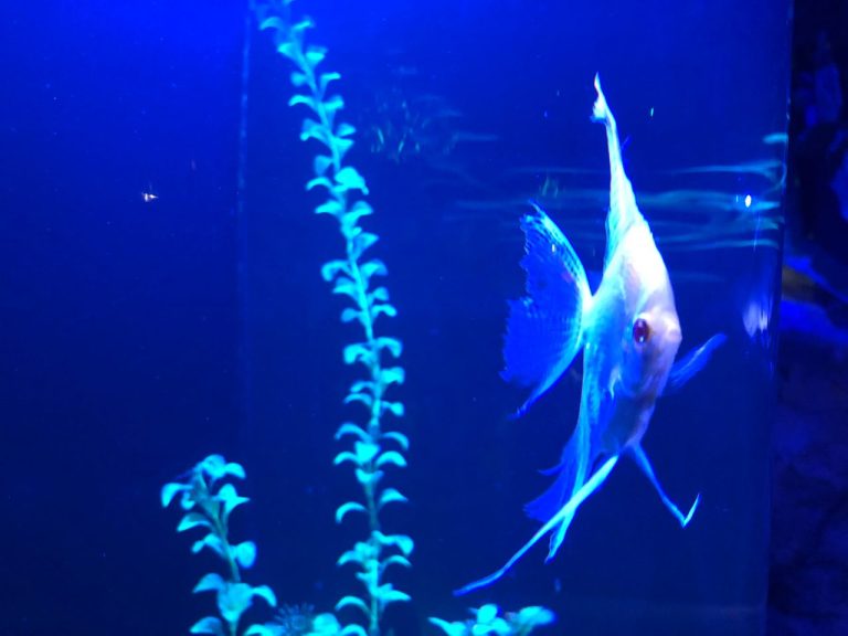 Can Angelfish Live Alone