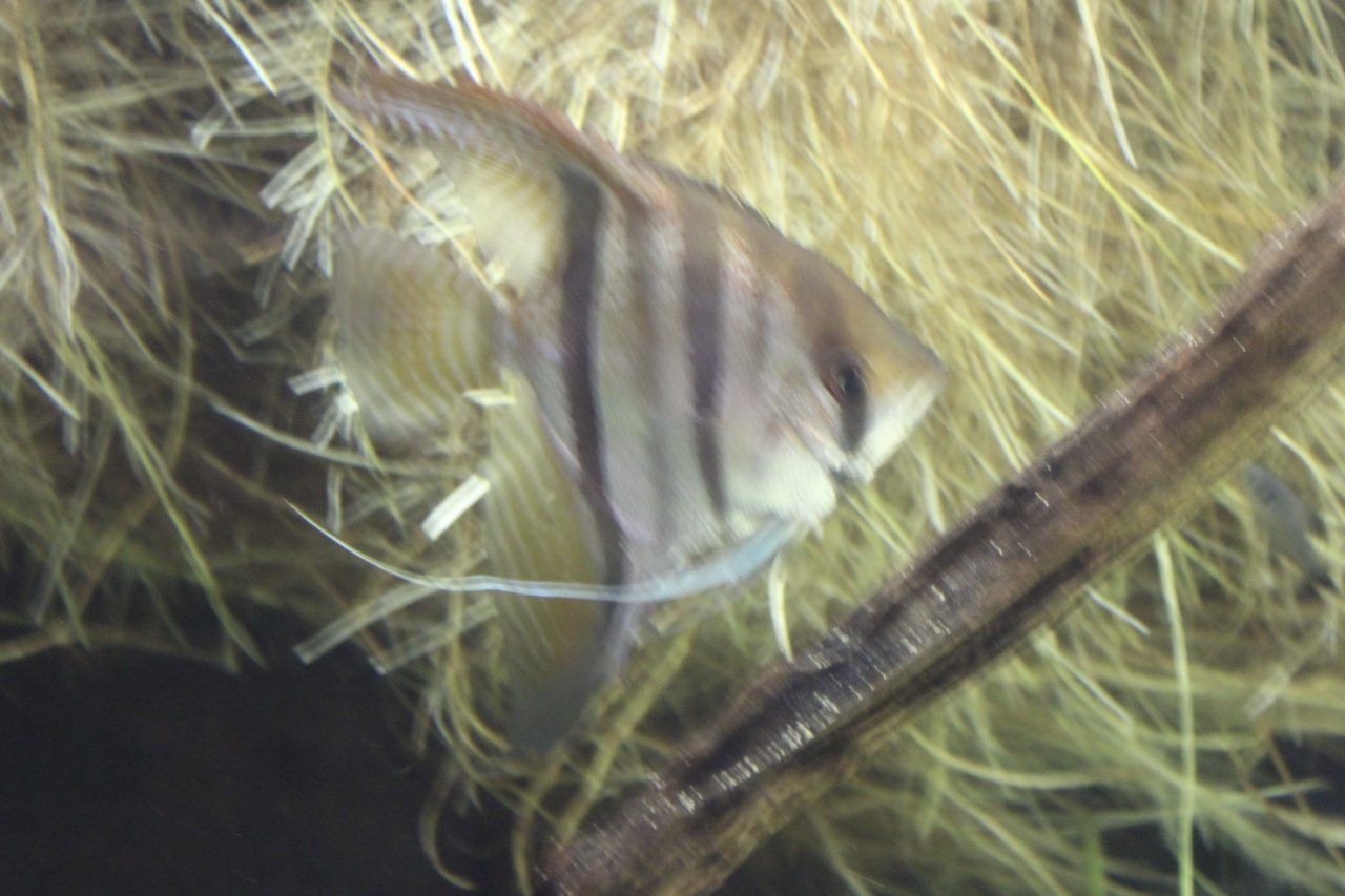 Can Angelfish Live In A 10 Gallon Tank