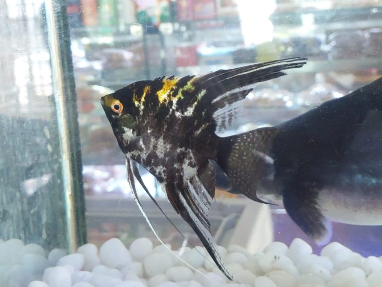 Can Angelfish Live In A 20 Gallon Tank