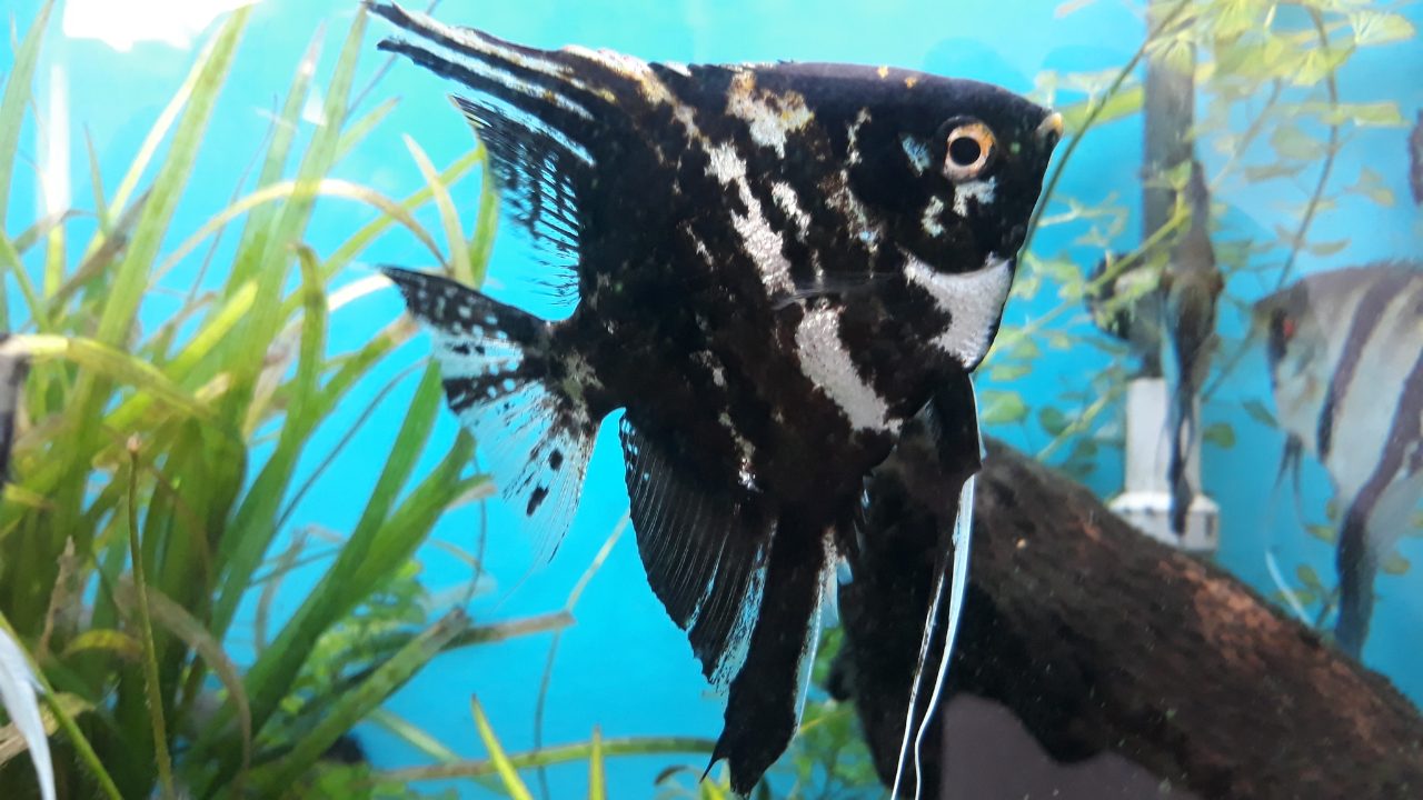 Can Angelfish Live In A 29 Gallon Tank