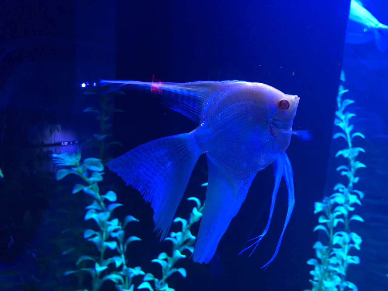Can Angelfish Live In A 30 Gallon Tank