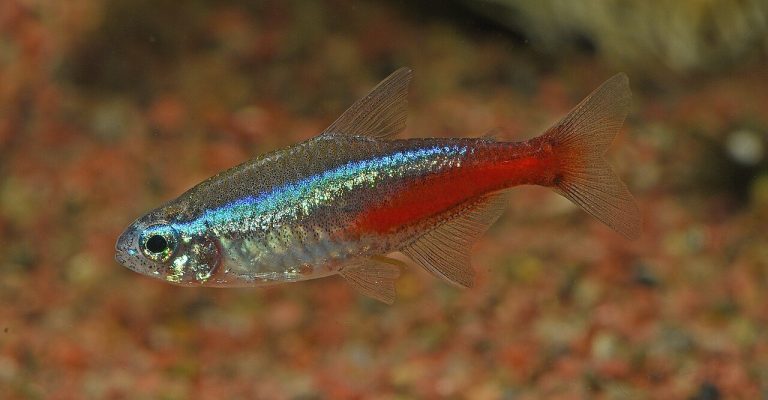 Can Betta Fish Live With Neon Tetras