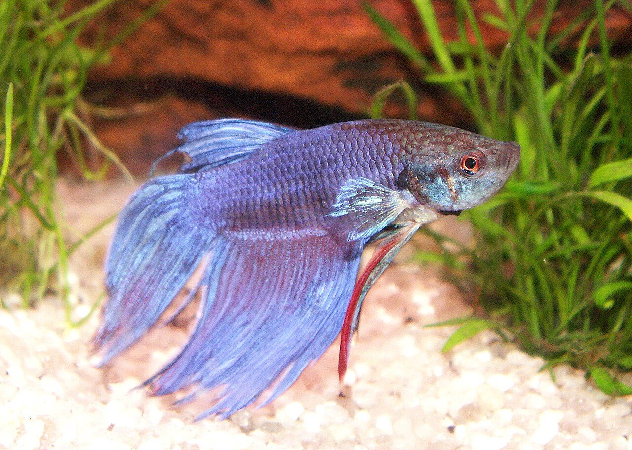 Can Betta Fish Live With Tetras