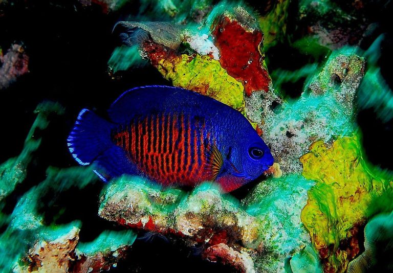 Can Flame Angelfish Live With Coral Beauty