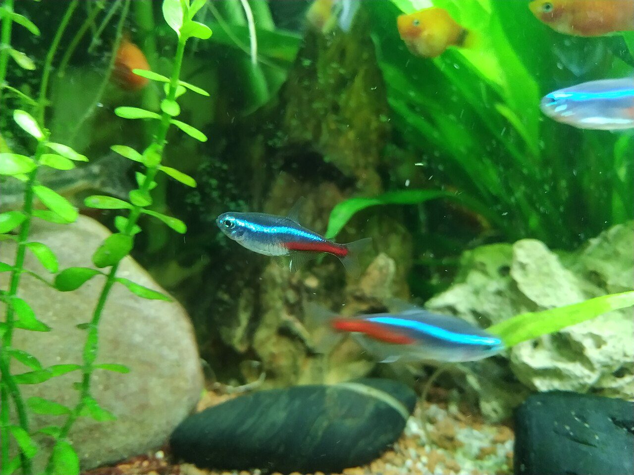 Can Neon Tetra Fish Live With Goldfish