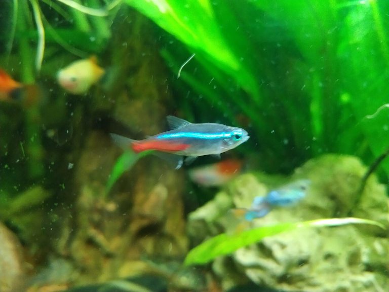 Can Neon Tetras Live With Goldfish
