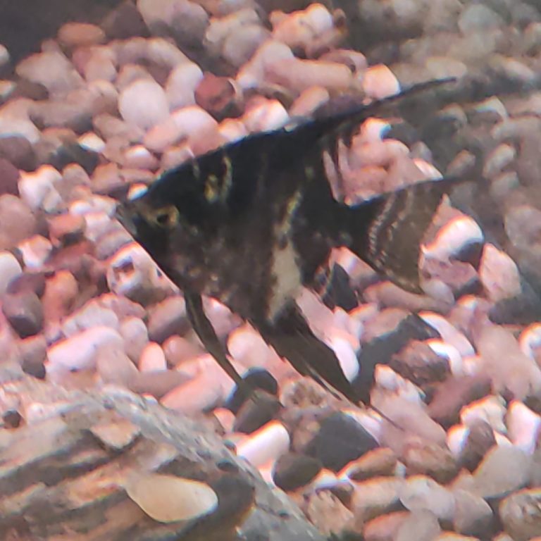Can You Keep One Angelfish Alone