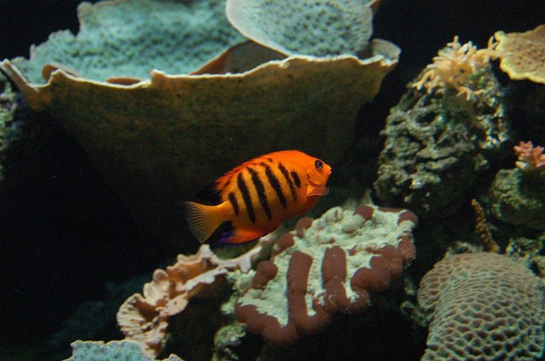 Can You Keep Two Flame Angelfish Together
