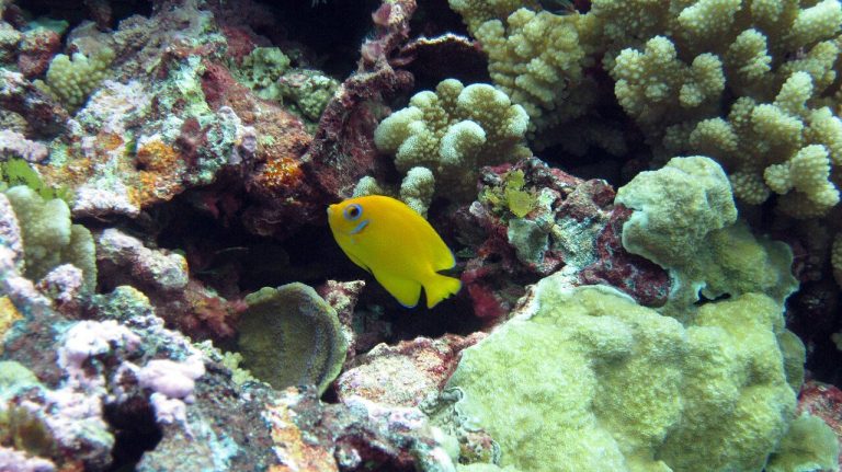 Can You Keep Two Lemonpeel Angelfish Together