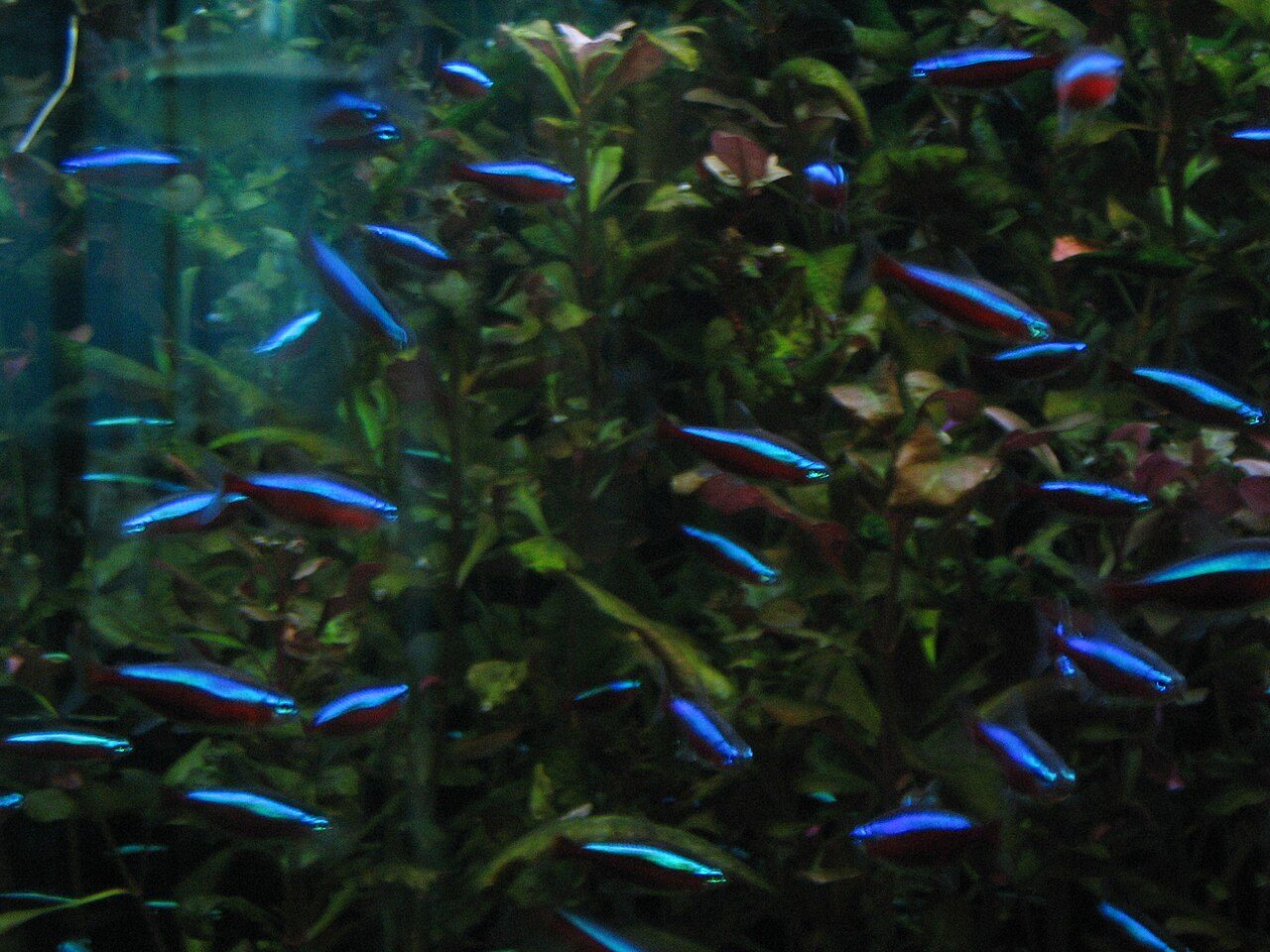 Cardinal Tetra Breeding
