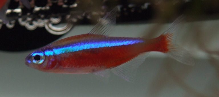 Cardinal Tetra Care Guide