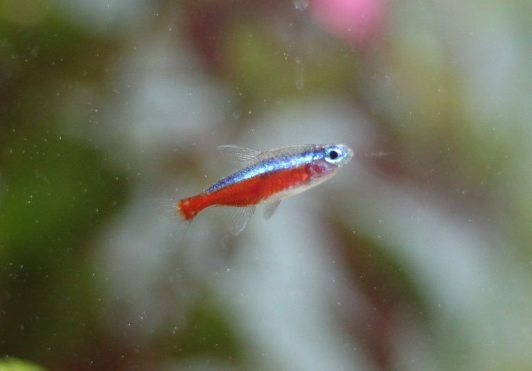 Cardinal Tetra Disease,Dying And Stress Signs