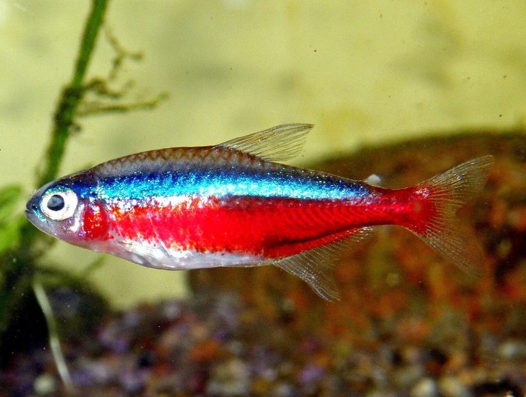 Cardinal Tetra For Beginners