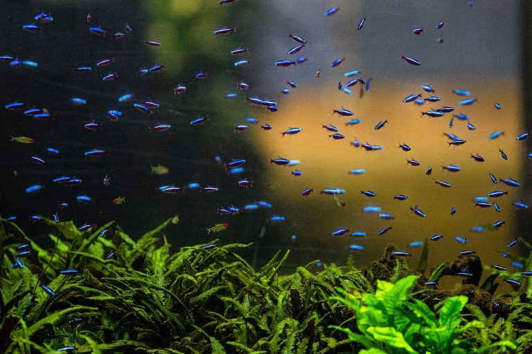 Cardinal Tetra Lifespan