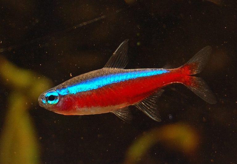 Cardinal Tetra Male Vs Female