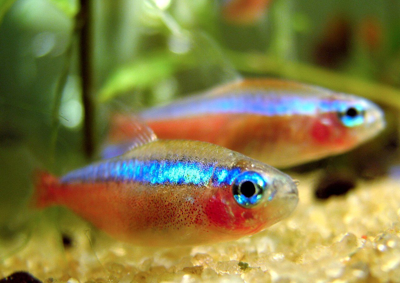 Cardinal Tetra Paracheirodon Axelrodi