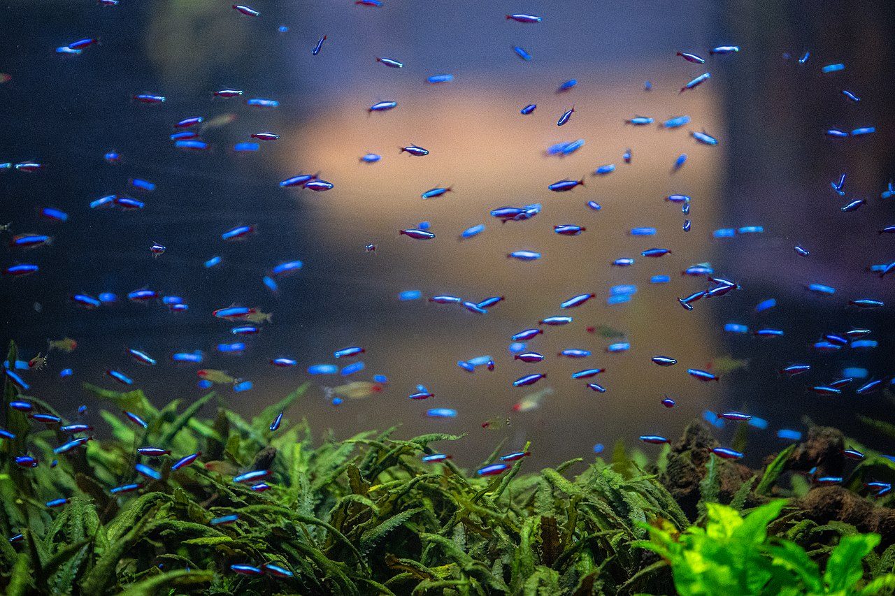 Cardinal Tetra Pregnant