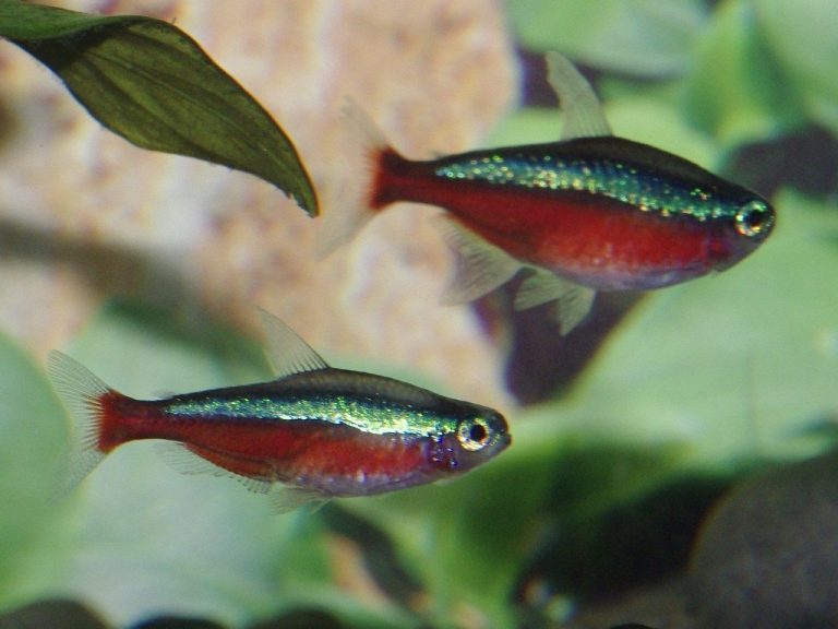 Cardinal Tetra School Size
