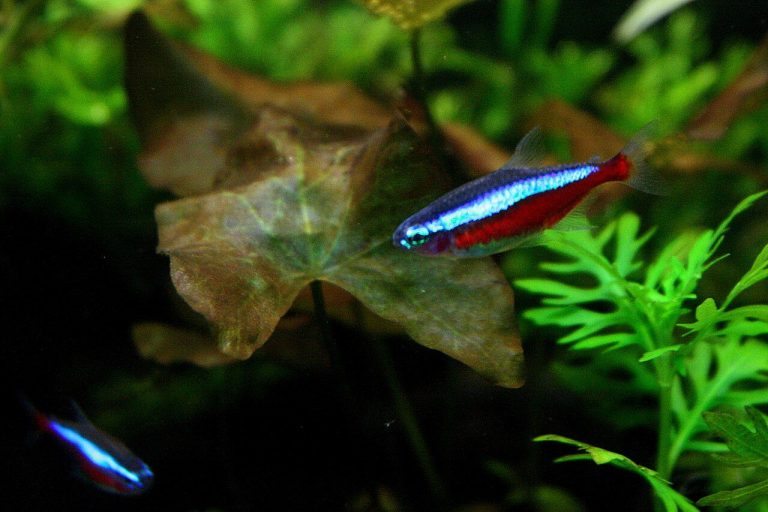 Cardinal Tetra Schooling