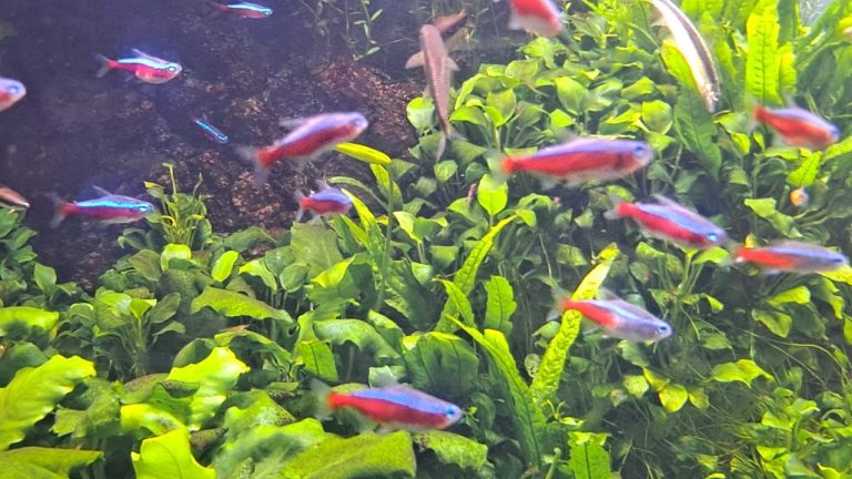 Cardinal Tetra Size