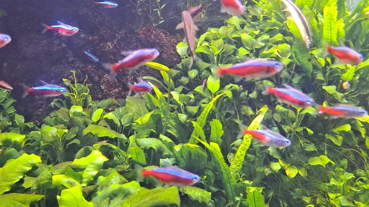 Cardinal Tetra Size