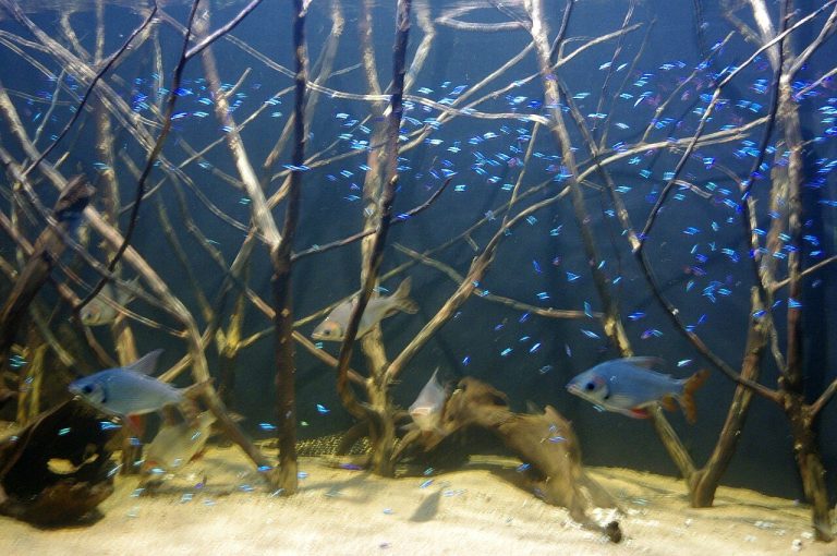 Cardinal Tetra Tank Mates