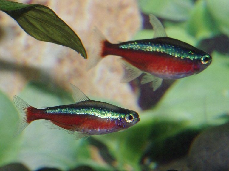 Cardinal Tetra Tank Size (Gallons)