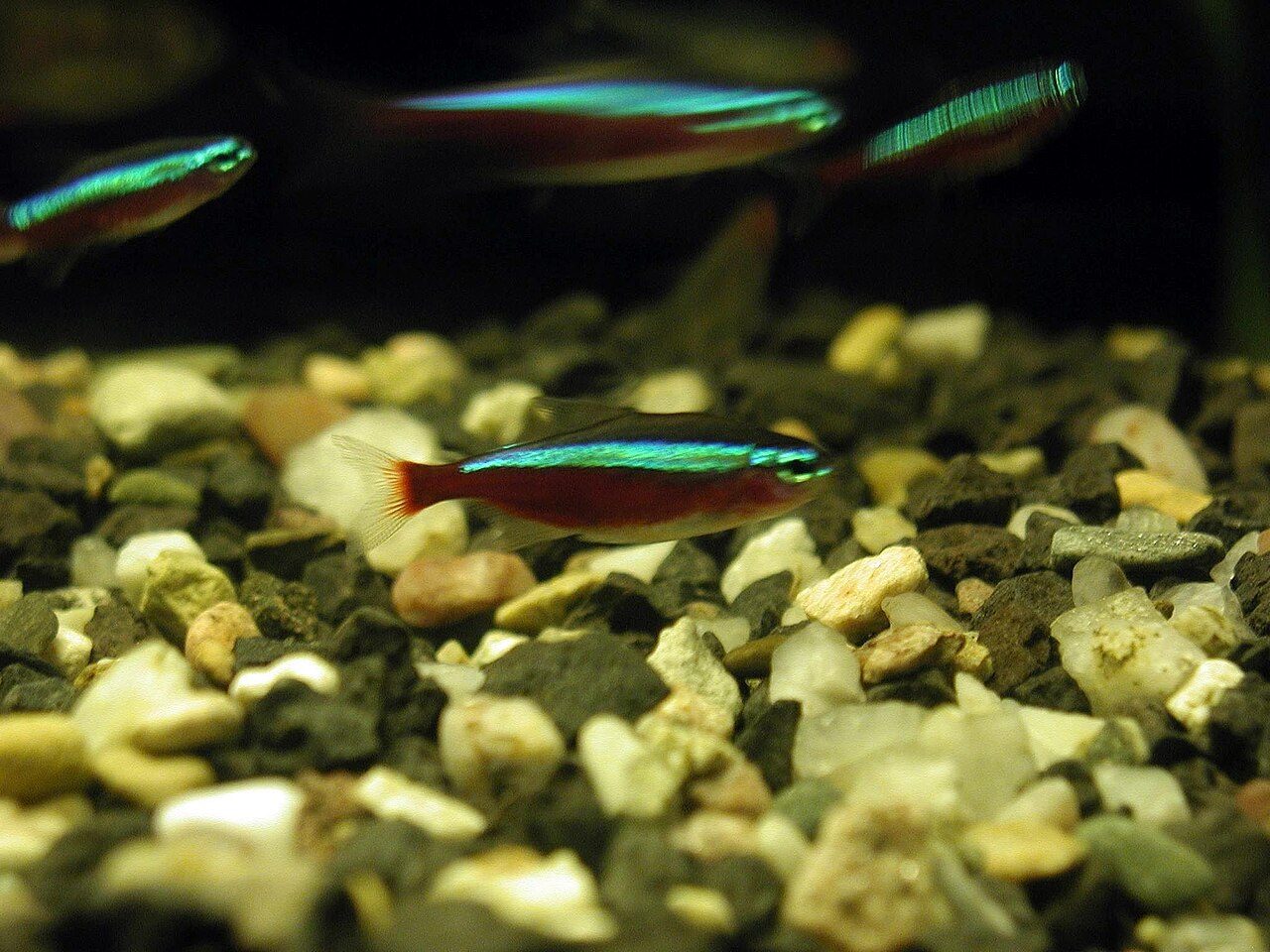Cardinal Tetra Temp