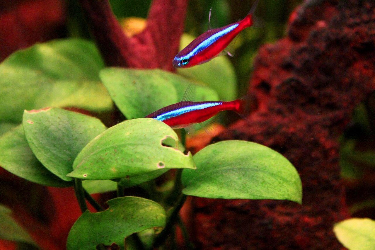 Cardinal Tetra Temperature