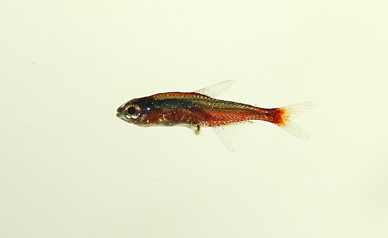 Cardinal Tetra Water Parameters