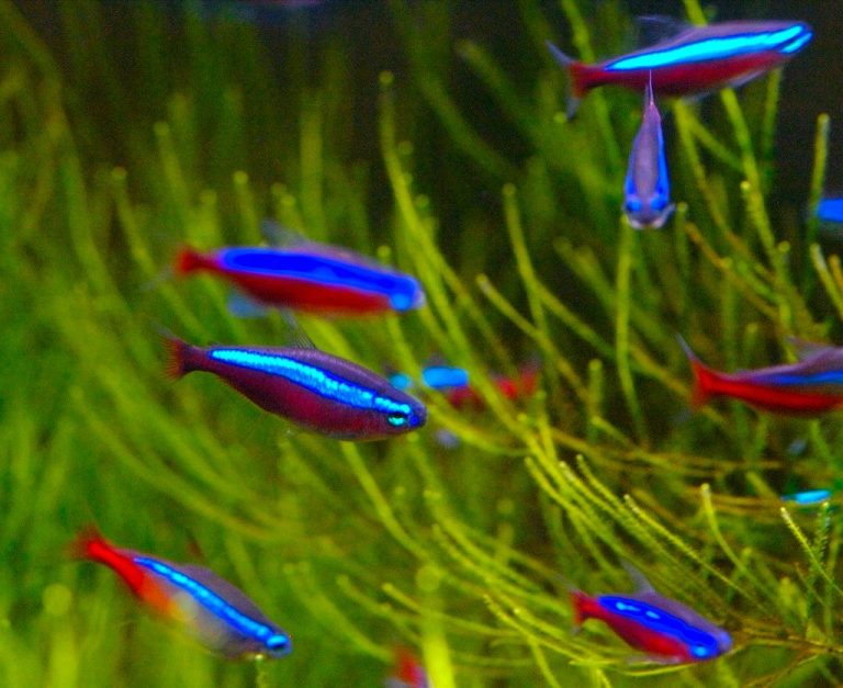 Cardinal Tetra With Betta Fish