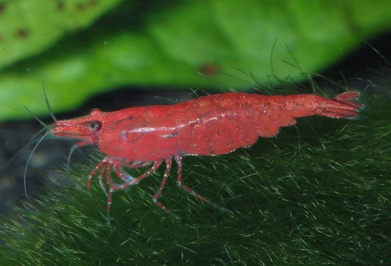 Cast of the Pistol Shrimps
