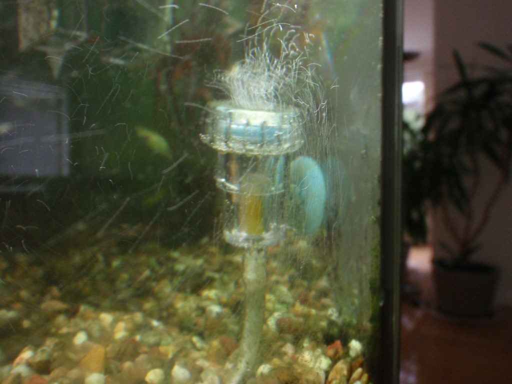 CO2 Mist Aquarium