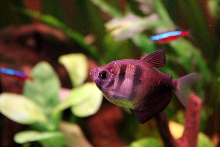 Community Fish For Freshwater Tank