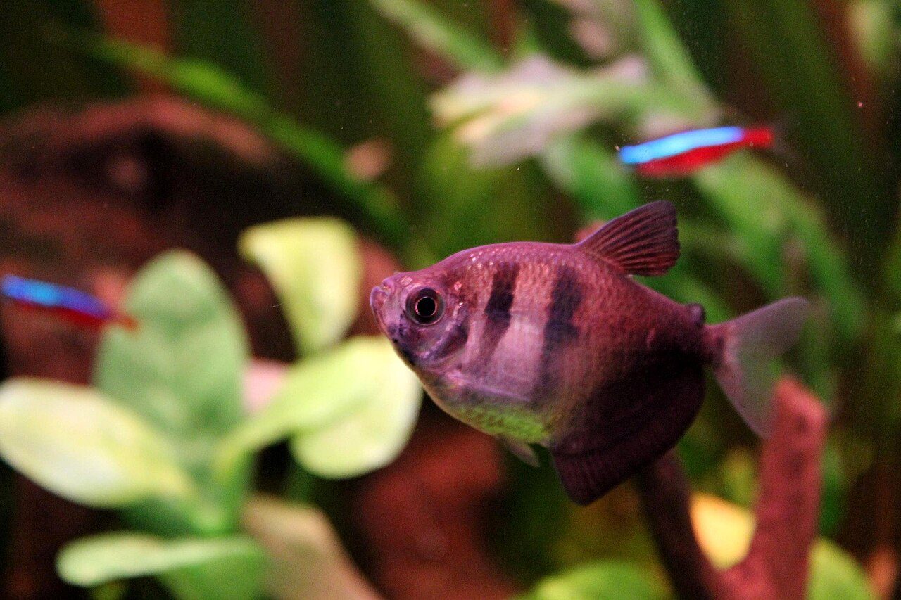 Community Fish For Freshwater Tank