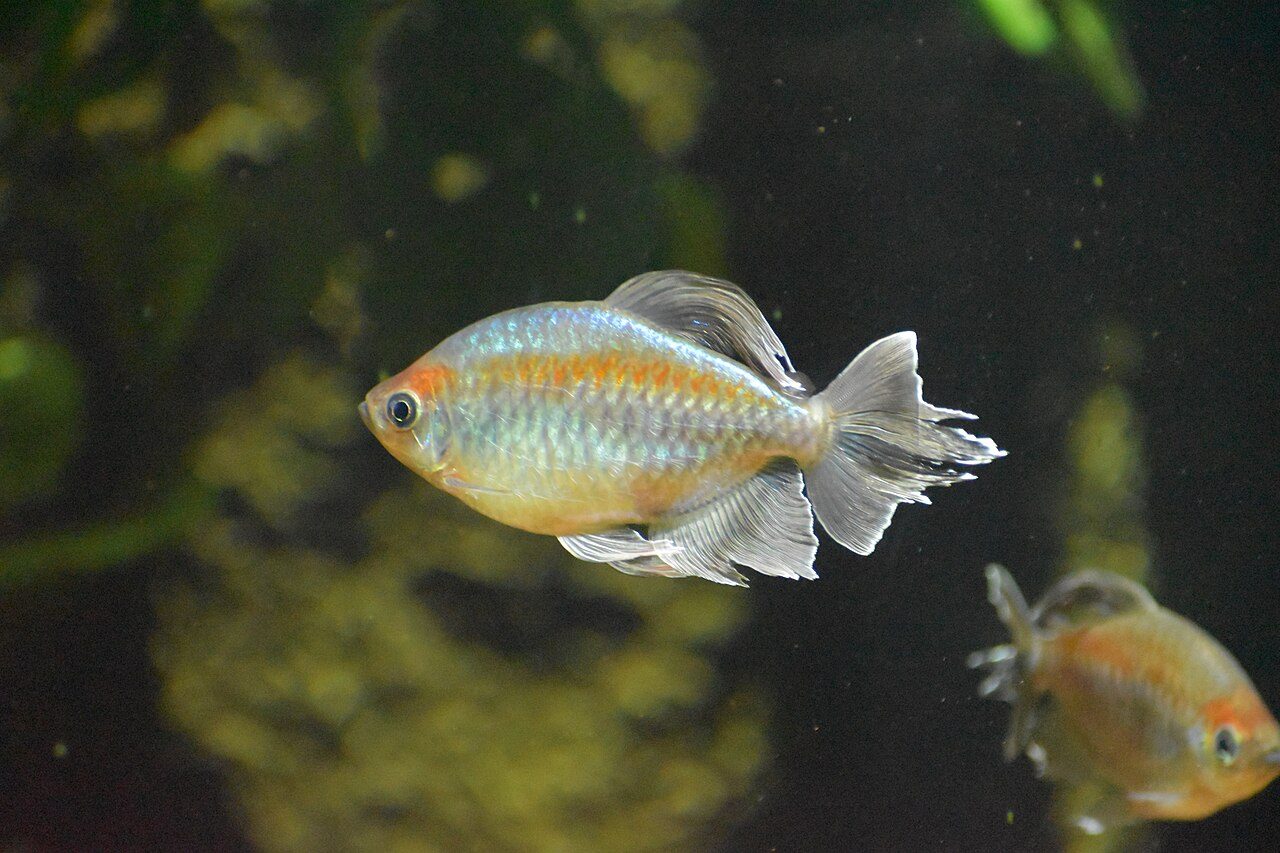 Congo Tetra And Congo Puffer Guide