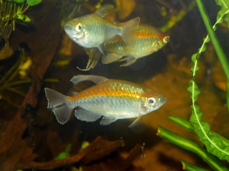 Congo Tetra Care Guide