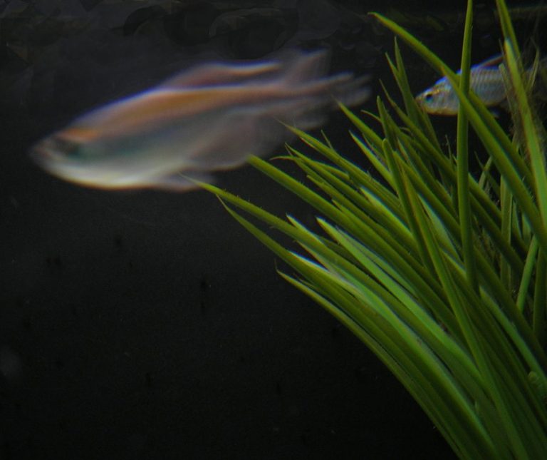 Congo Tetra Disease / Dying / Stress Signs