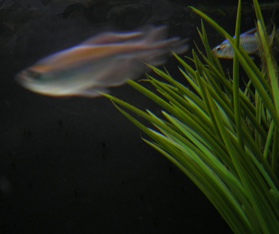Congo Tetra Disease / Dying / Stress Signs