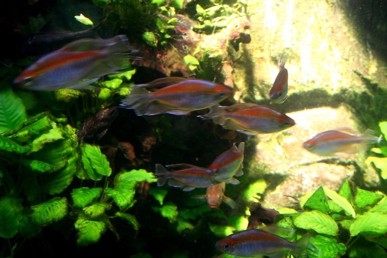 Congo Tetra Fish