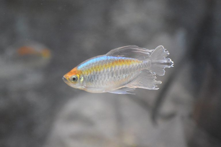 Congo Tetra Lifespan