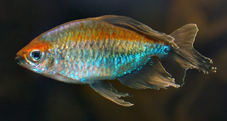 Congo Tetra Size