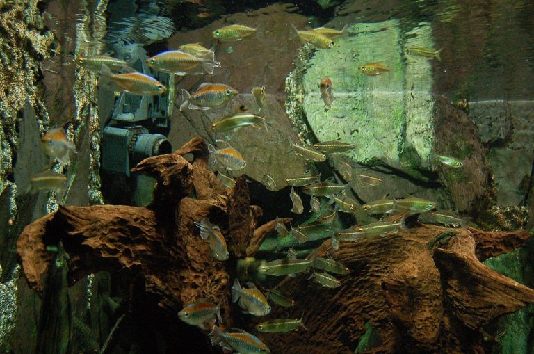 Congo Tetra Tank Mates