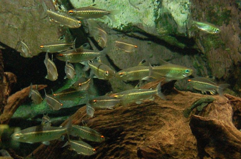 Congo Tetra Tank Mates (Large Tank)