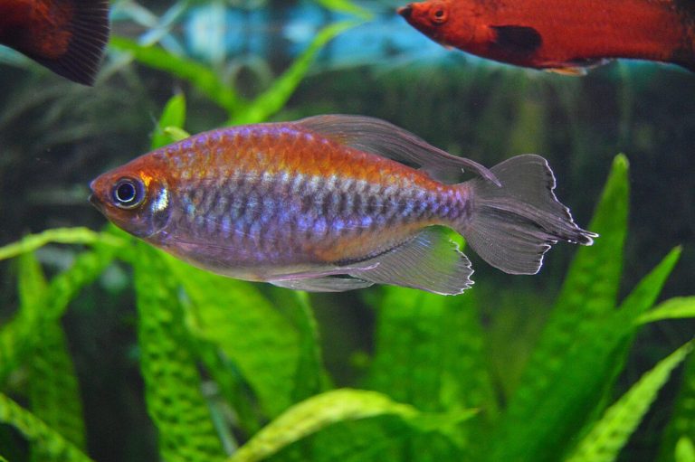 Congo Tetra Tank Size (Adult)
