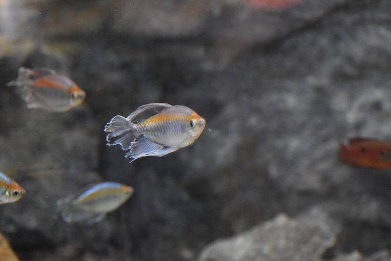Congo Tetra Tank Size (Gallons)