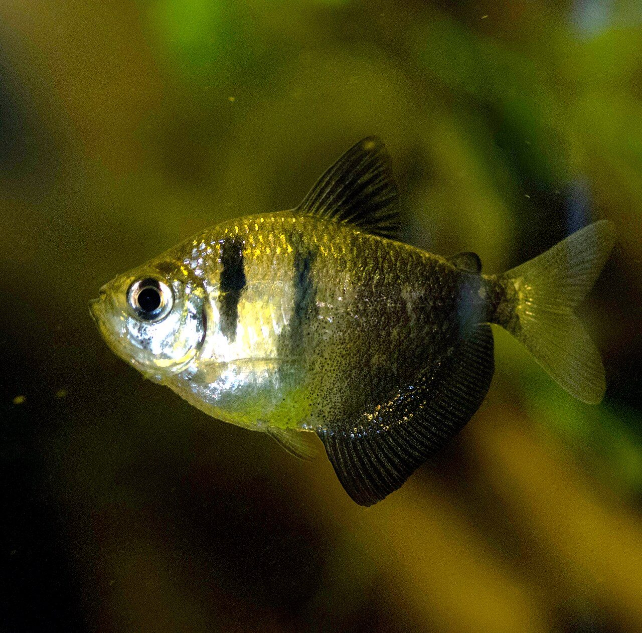 Cool Pets For Aquariums