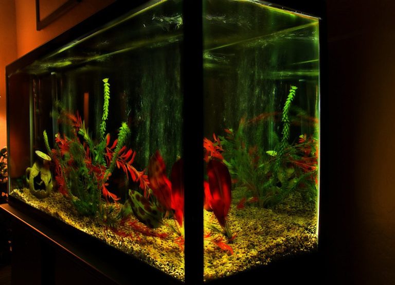 Copper Treatment Quarantine Tank